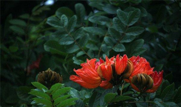 火焰树的病虫害及其防治