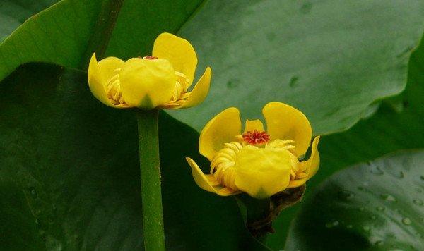 萍蓬草，水上的精灵