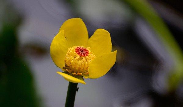 萍蓬草，水上的精灵