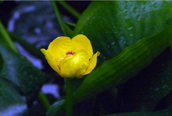 萍蓬草，水上的精灵