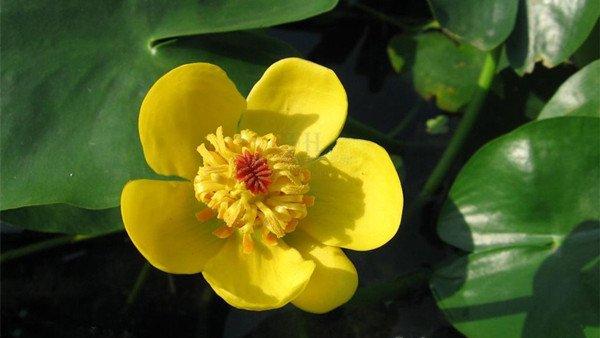 萍蓬草，水上的精灵