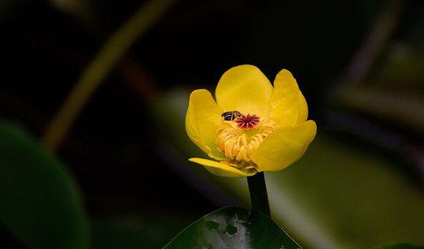 萍蓬草，水上的精灵