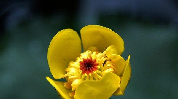 萍蓬草，水上的精灵