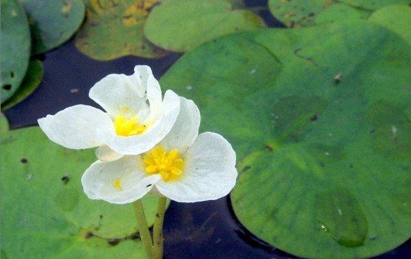 双生的水鳖