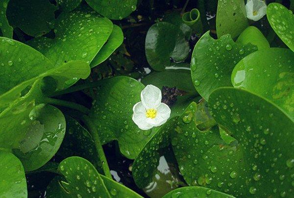 水鳖——诡异的名字