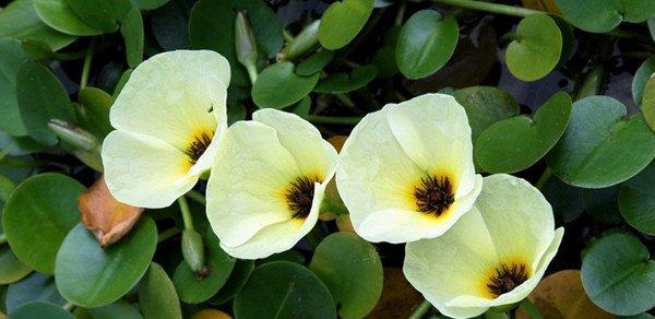 水罂粟花
