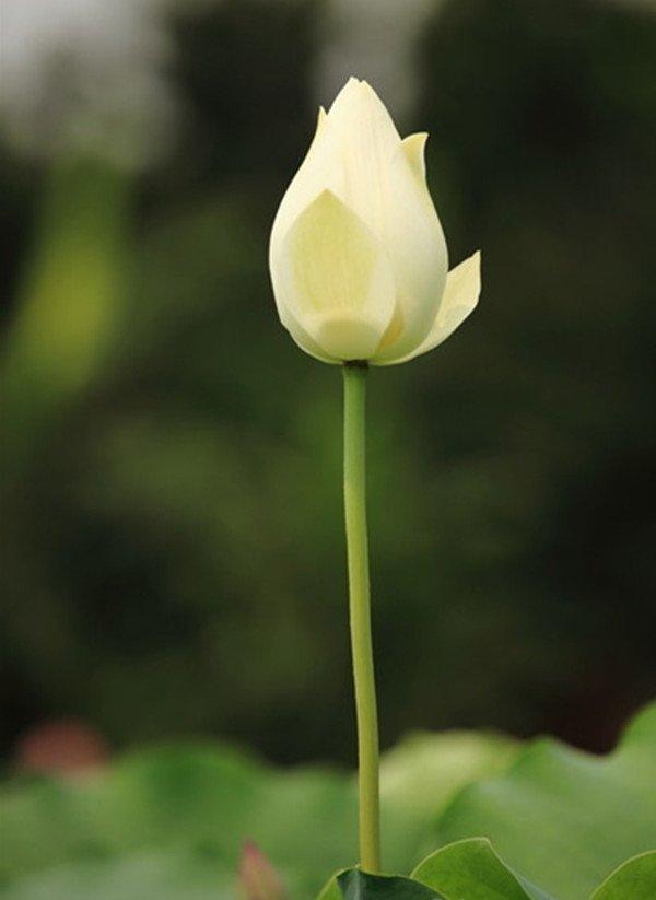黄色的荷花——暖意春融