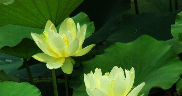 黄色的荷花——暖意春融