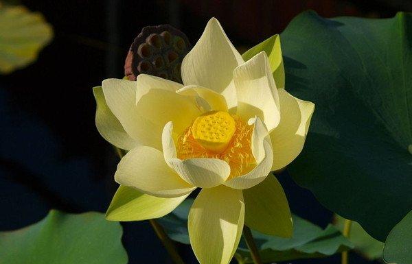 黄色的荷花——暖意春融