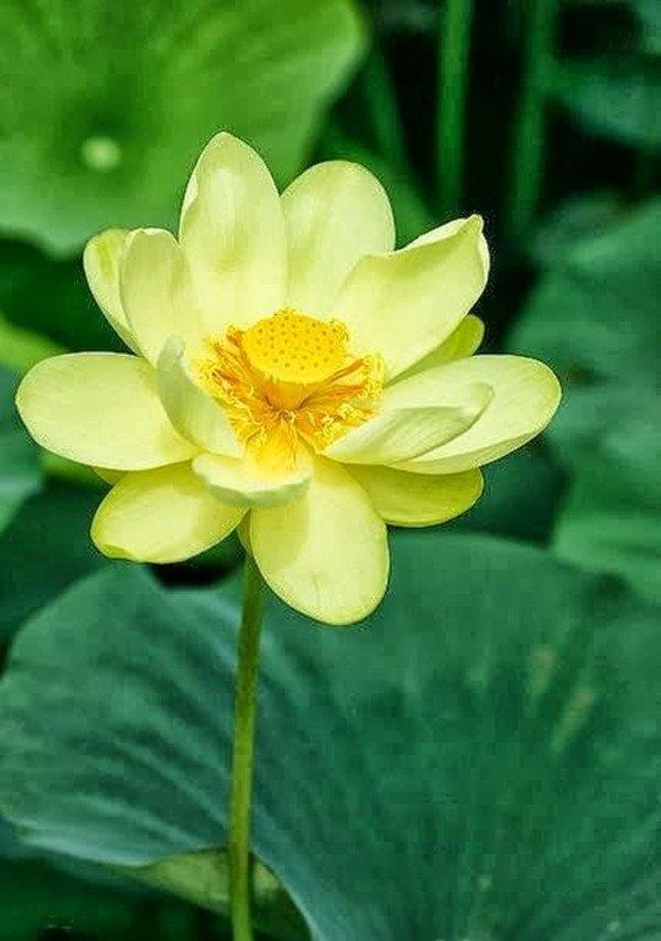 黄色的荷花——暖意春融