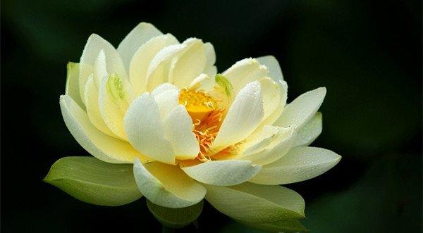 黄色的荷花——暖意春融