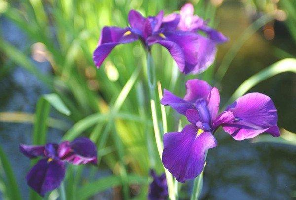 水生花菖蒲