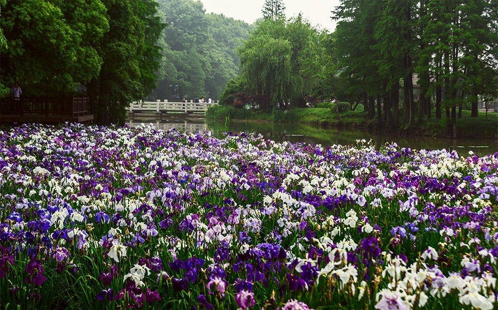 水生花菖蒲