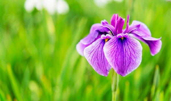 水生花菖蒲