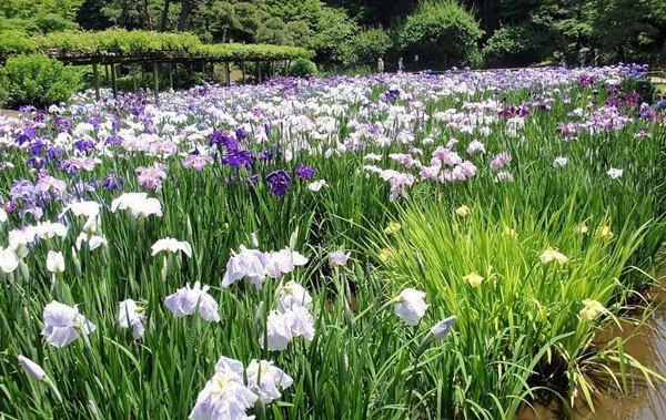 水生花菖蒲