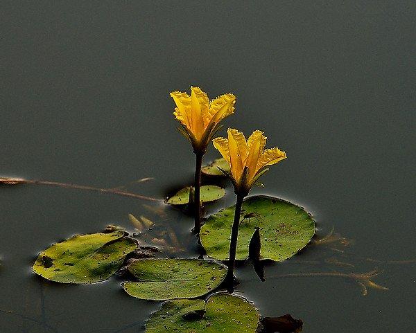 参差荇菜，左右采之