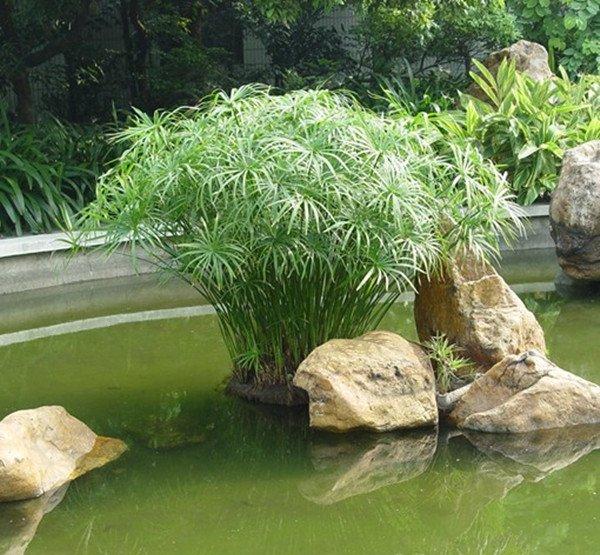 一从旱伞草