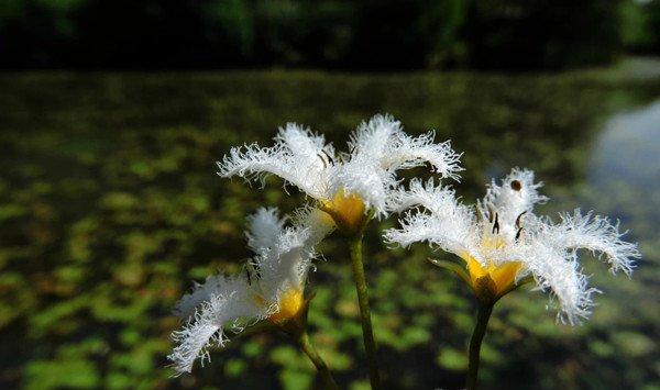 金银莲花——印度荇菜