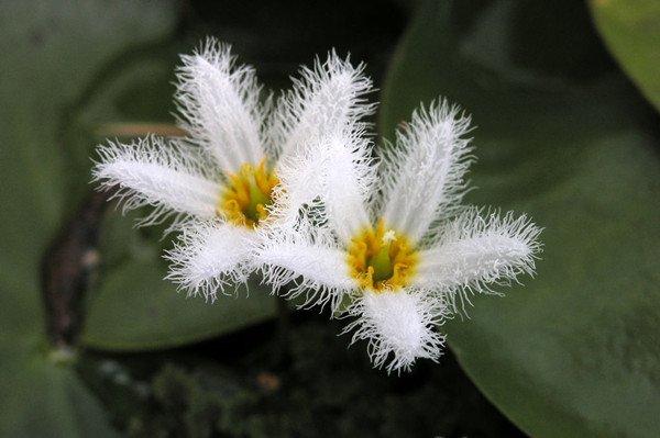 金银莲花——印度荇菜
