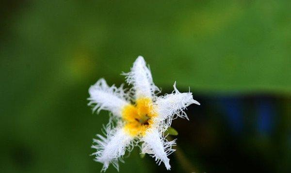 金银莲花