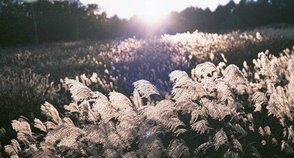 芦花荡里的芦苇