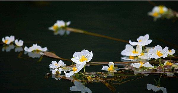 开花的靖西海菜花