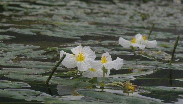 靖西海菜花