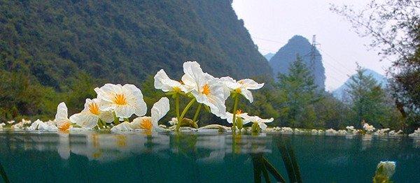 海菜花
