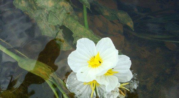 靖西海菜花