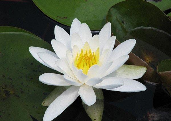 白色梦境——睡莲