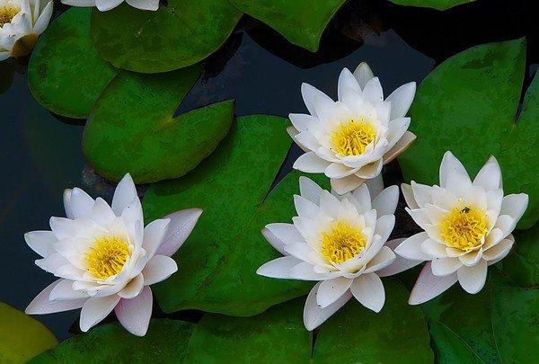 白色梦境——睡莲