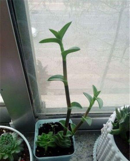 徒长的重扇 徒长的重扇