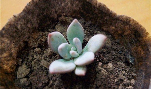 霜之朝掉叶子怎么办