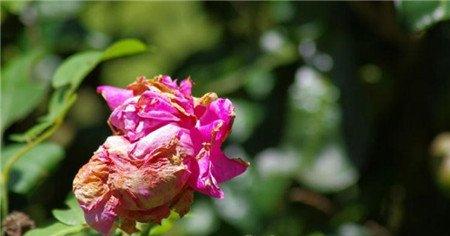 枯萎了的花朵 枯萎了的花朵