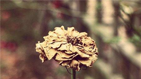 花朵枯萎 花朵枯萎