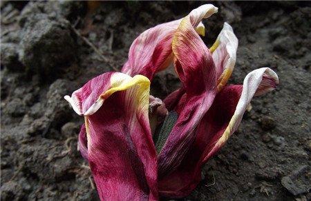 花朵枯萎的补救方法 花朵枯萎的补救方法