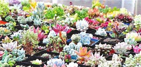 正常代谢导致叶片干枯 正常代谢导致叶片干枯