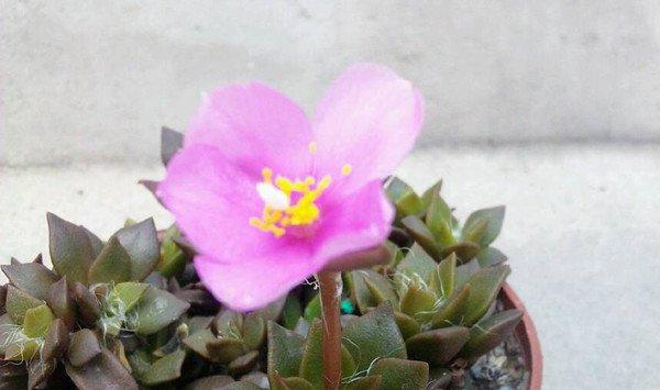春梦殿锦什么时候开花