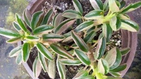 叶子不大好的斧叶椒草 叶子不大好的斧叶椒草