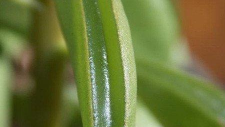 斧叶椒草叶子 斧叶椒草叶子