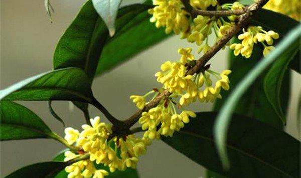 桂花不开花的原因及对策