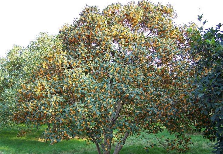 室外种植的桂花树