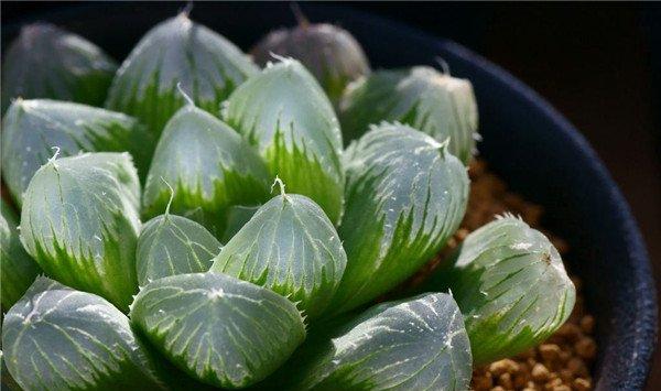玉露叶片干瘪怎么办