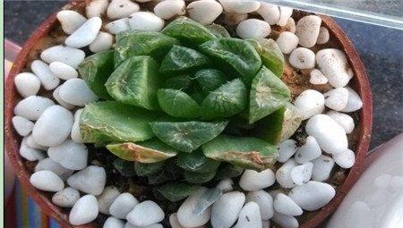 玉露叶片干瘪