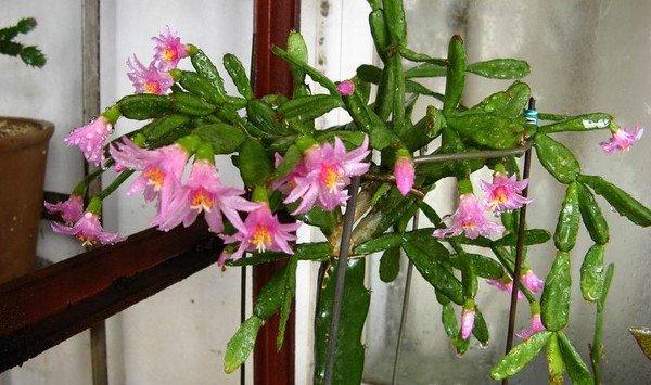 落花之舞叶片松软干瘪怎么办