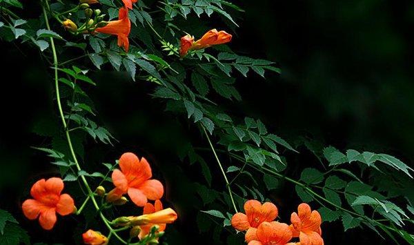 凌霄花不开花是什么原因