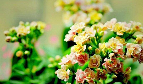 长寿花不开花怎么办
