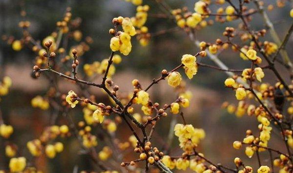 腊梅为什么不开花