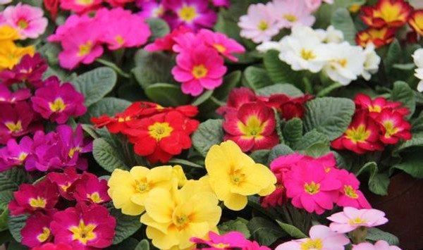 报春花枯萎了怎么办