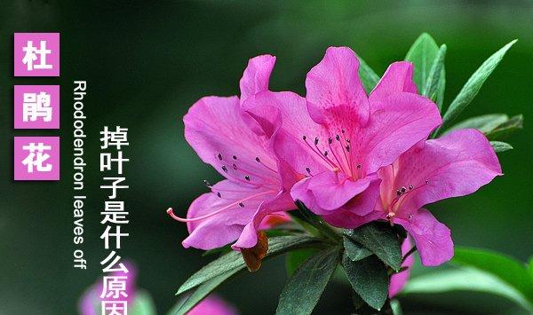 杜鹃花掉叶子是什么原因